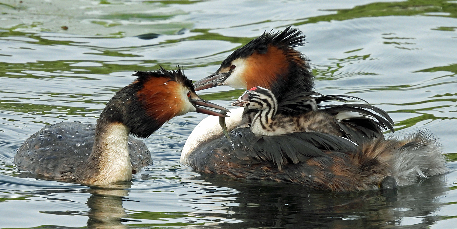 Haubentaucher Familie