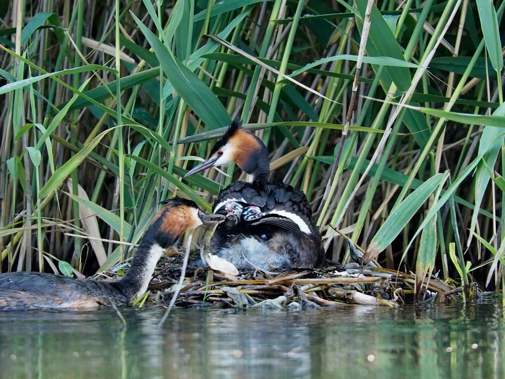 Haubentaucher Familie