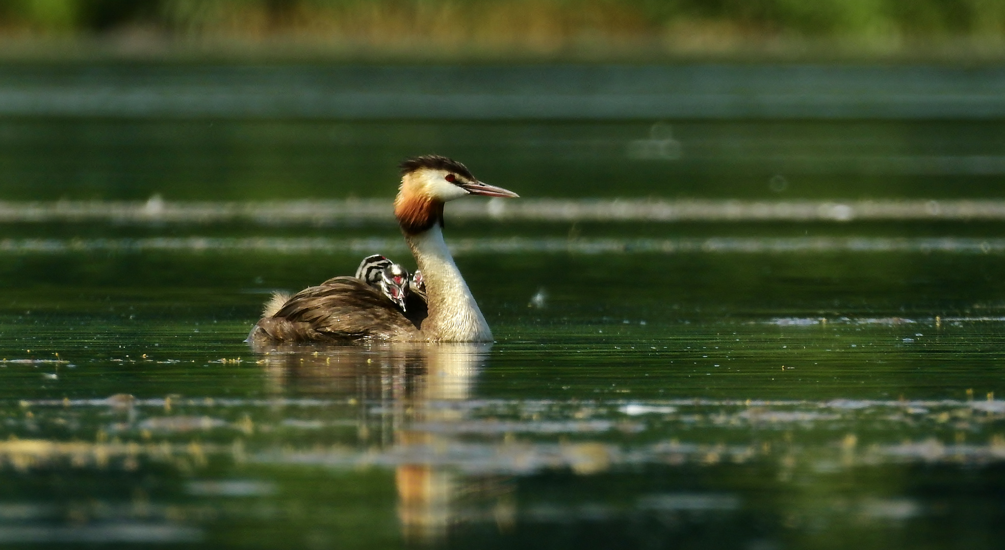 Haubentaucher Familie an der Schlei