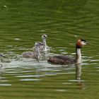 Haubentaucher Familie auf der Lippe, Höhe Radbod See