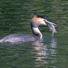 Haubentaucher, Fisch und eine versuchte Fütterung 1/7