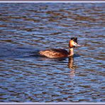 Haubentaucher, Flachsee, Reuss Rottenschwil 2024-03-28 240 (2)-V ©