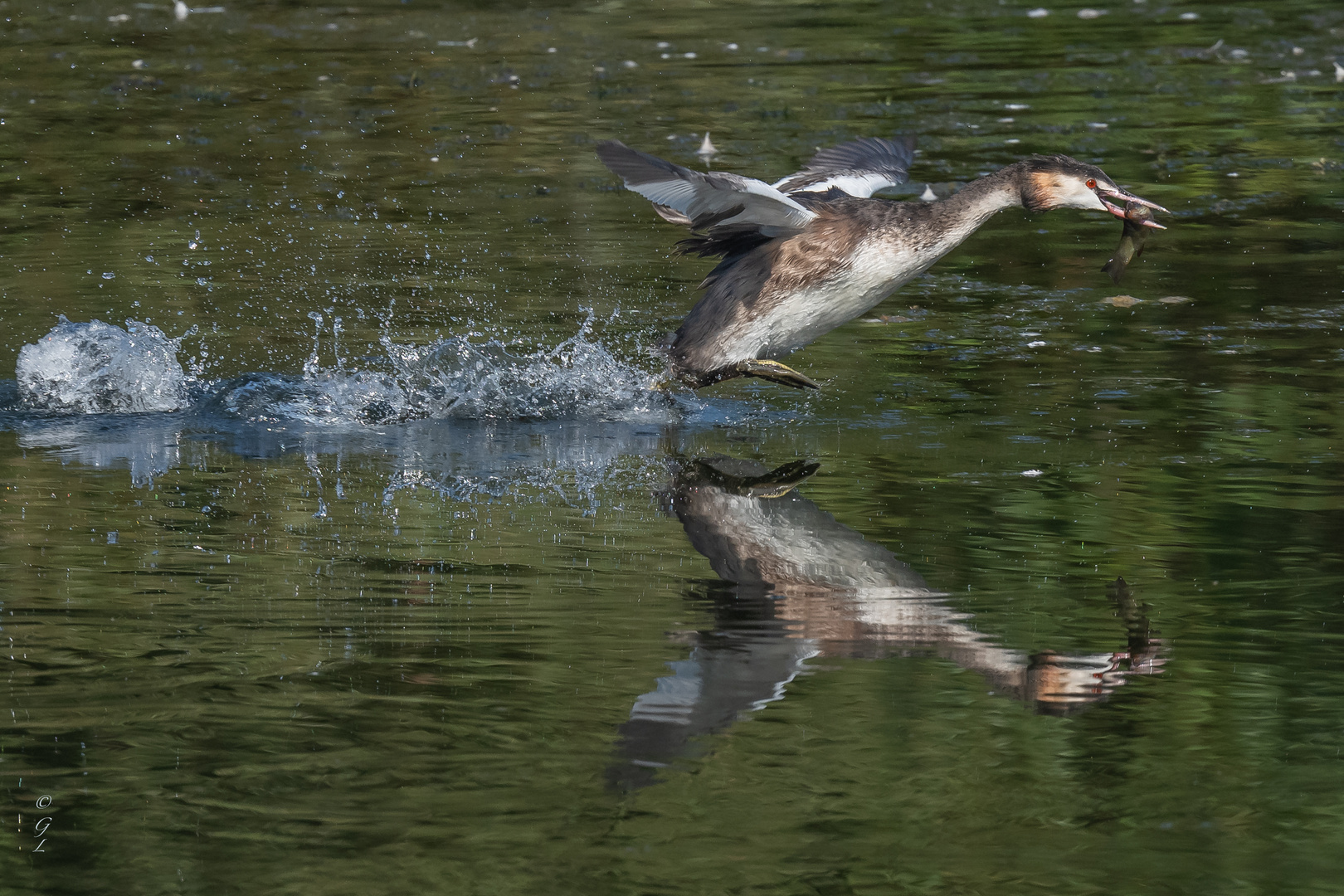 Haubentaucher flüchtet mit Fisch