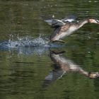 Haubentaucher flüchtet mit Fisch