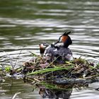 Haubentaucher füttern Feder an Junges