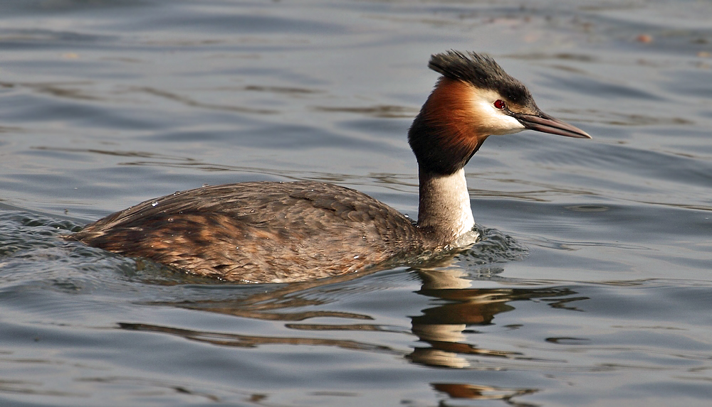 Haubentaucher - gesehen am Kleinen Dutzendteich in Nürnberg