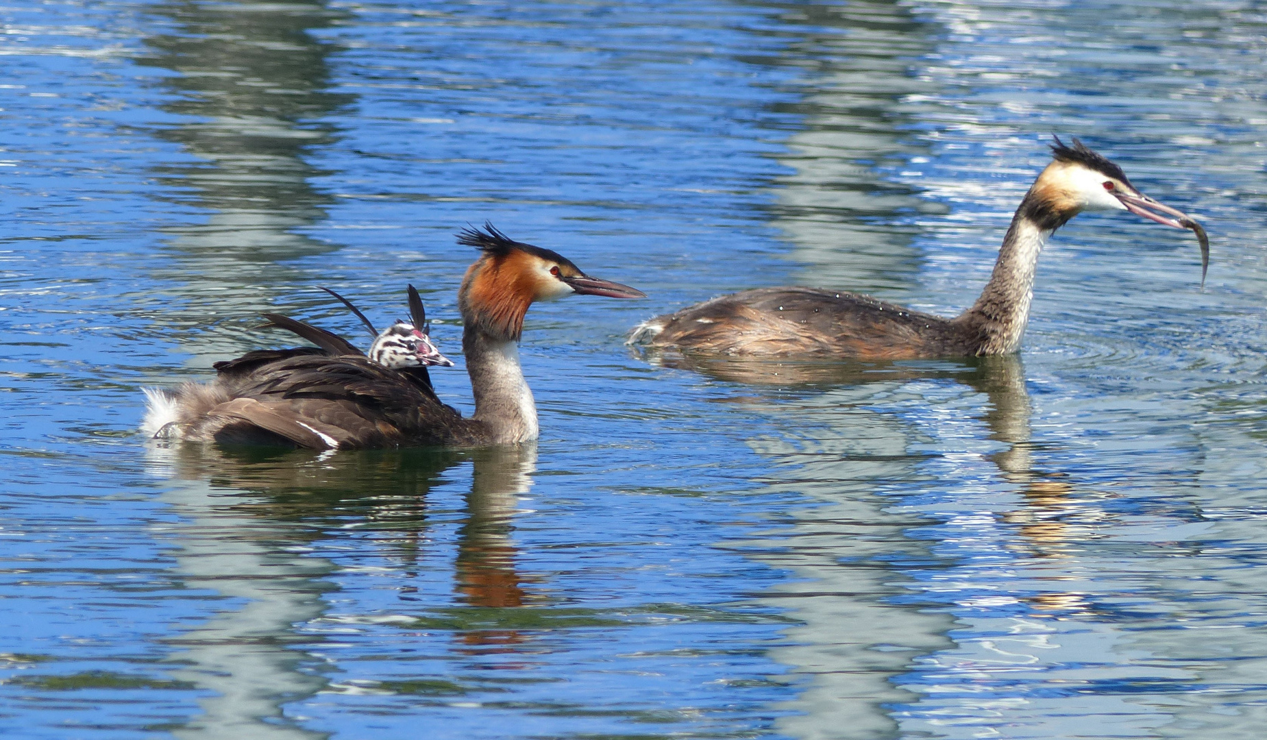 Haubentaucher / Great Crested Grebe