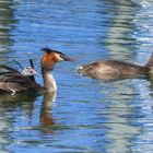 Haubentaucher / Great Crested Grebe