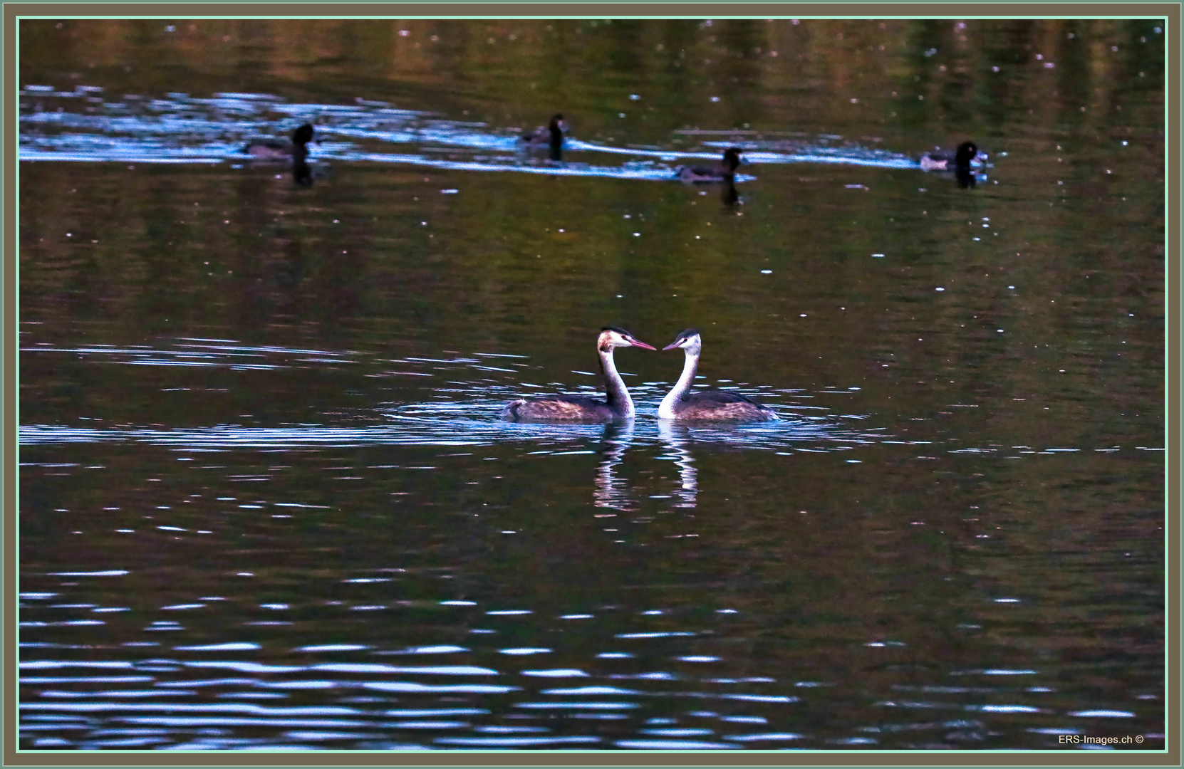 Haubentaucher / grèbe huppée / great crested grebe / svasso maggiore _  Flachsee 2022-10-25 188 ©