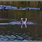 Haubentaucher / grèbe huppée / great crested grebe / svasso maggiore _  Flachsee 2022-10-25 188 ©