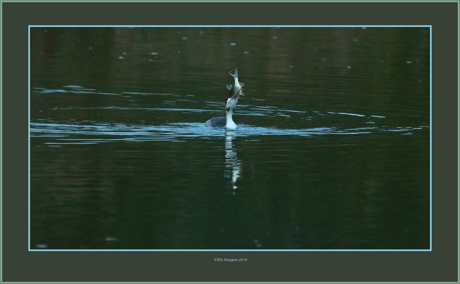 Haubentaucher / grèbe huppée / great crested grebe / svasso maggiore _  Flachsee 2022-10-25 329 ©  