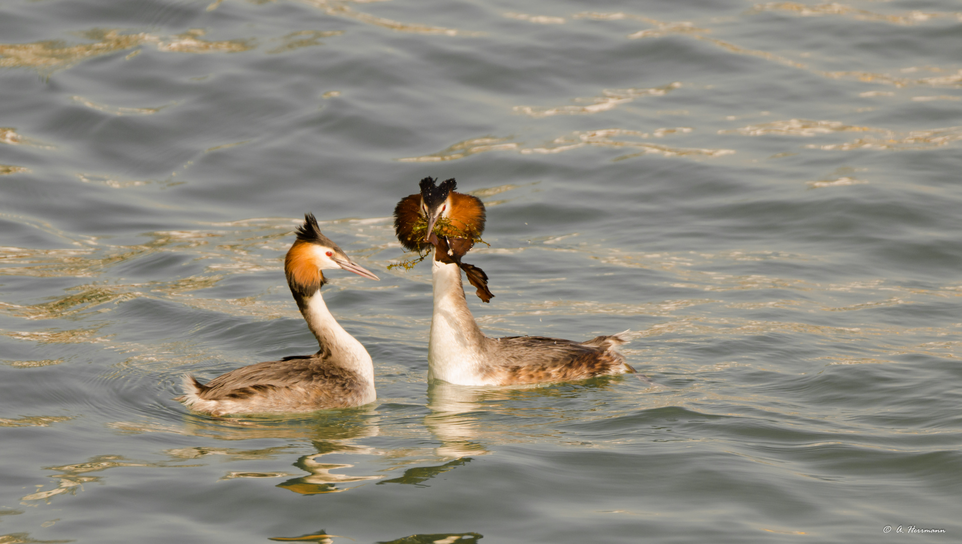 Haubentaucher II / Podiceps cristatus