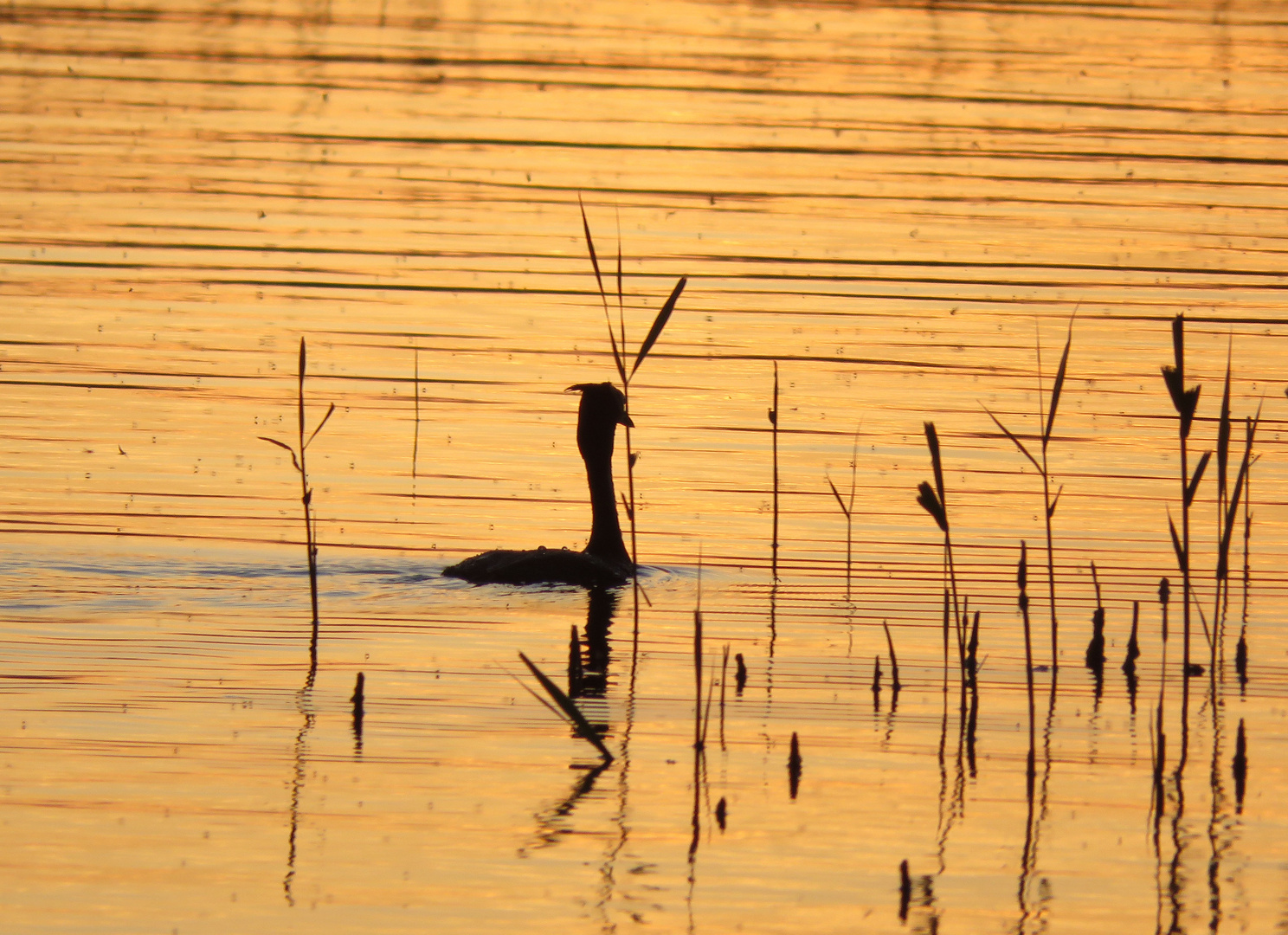 Haubentaucher im Abendlicht