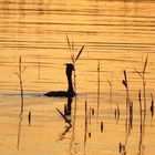 Haubentaucher im Abendlicht