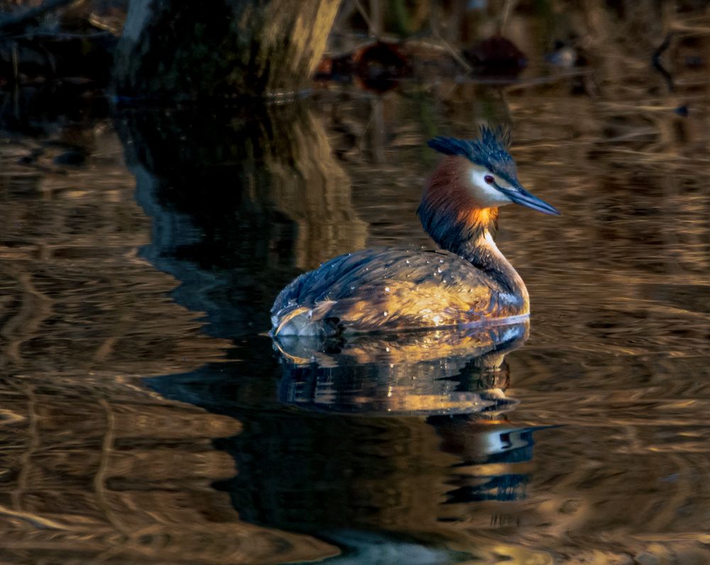 Haubentaucher im Abendlicht