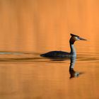 Haubentaucher im Abendrot