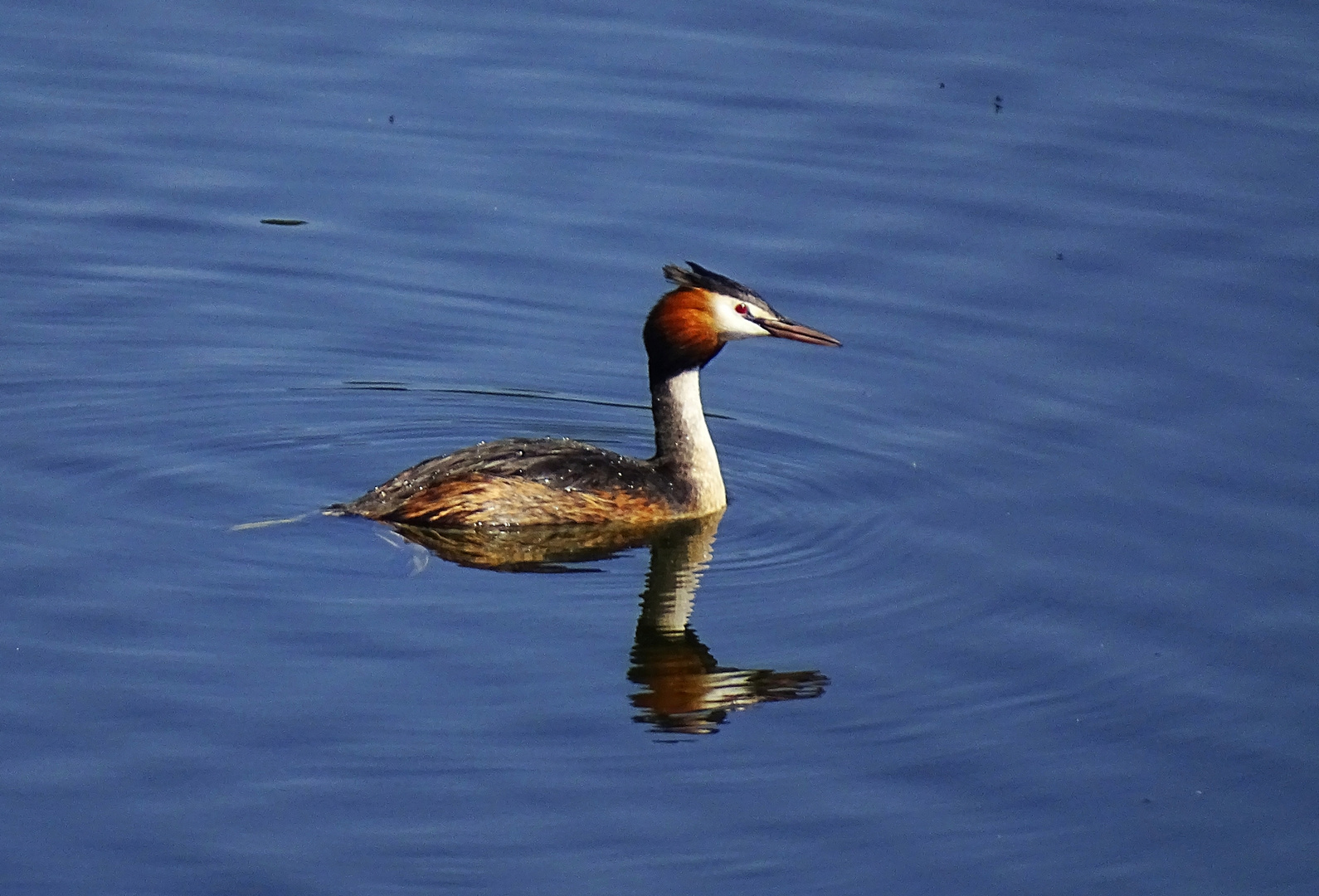 Haubentaucher im Baldeneysee