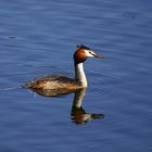 Haubentaucher im Baldeneysee