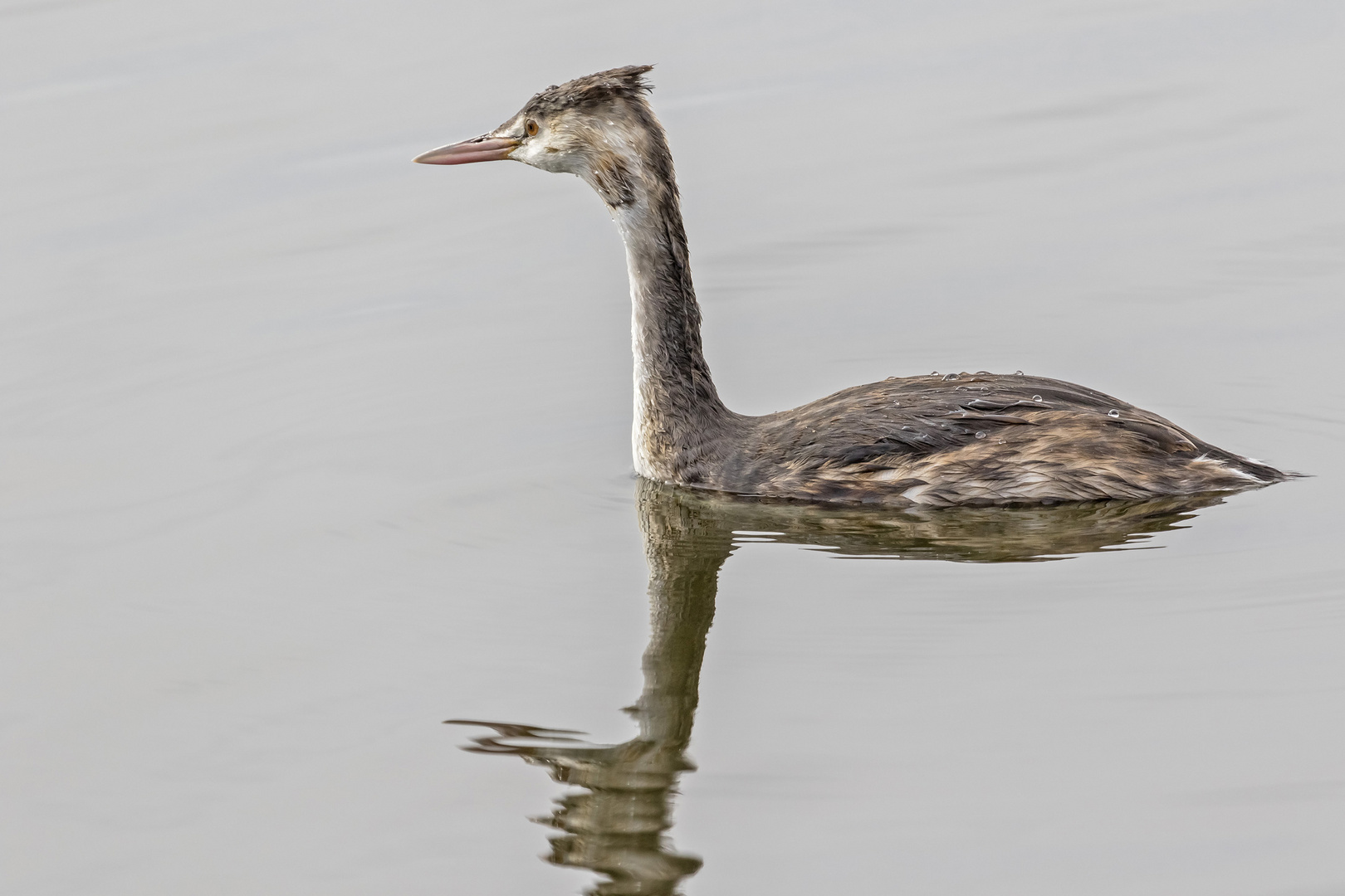 Haubentaucher im Blankensee