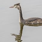 Haubentaucher im Blankensee