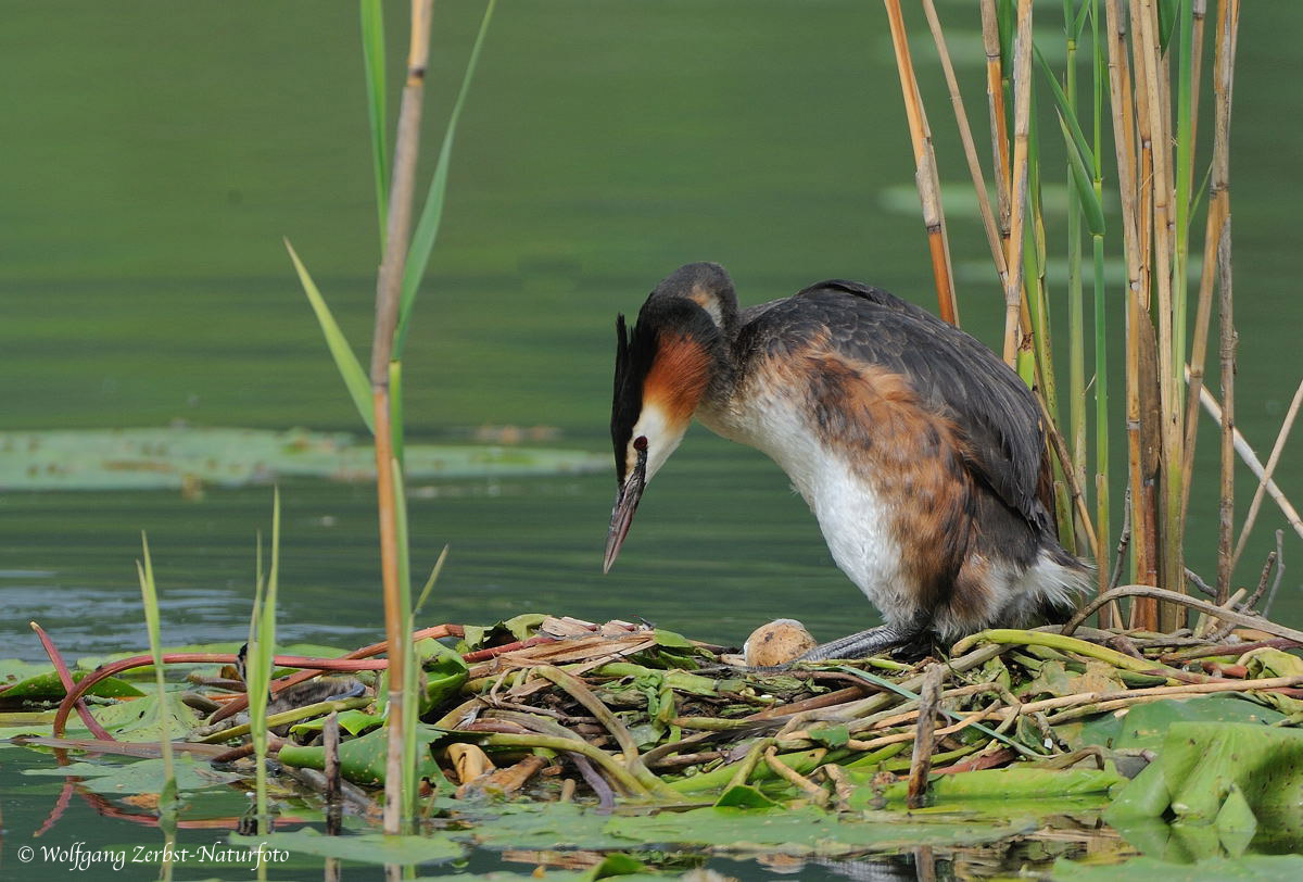 --- Haubentaucher im Brutgeschäft --- ( Podiceps cristatus )