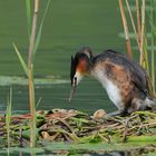 --- Haubentaucher im Brutgeschäft --- ( Podiceps cristatus )