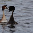 Haubentaucher im Federsee