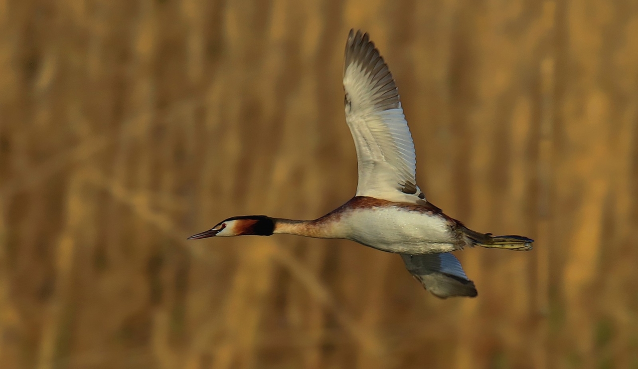 Haubentaucher im Flug