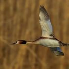 Haubentaucher im Flug