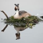 Haubentaucher im Frühling