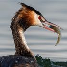 Haubentaucher im Glück