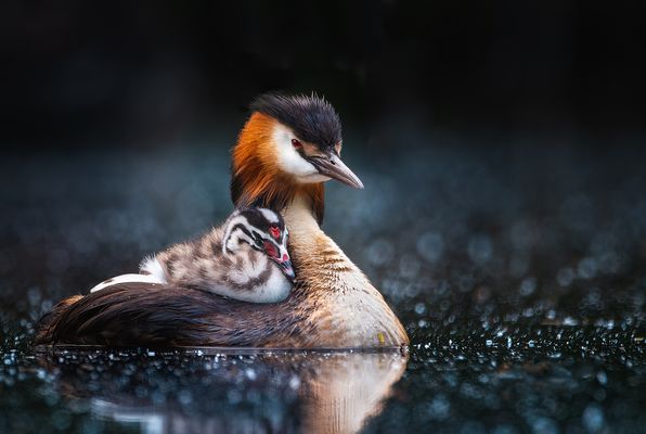 Haubentaucher im Himmel