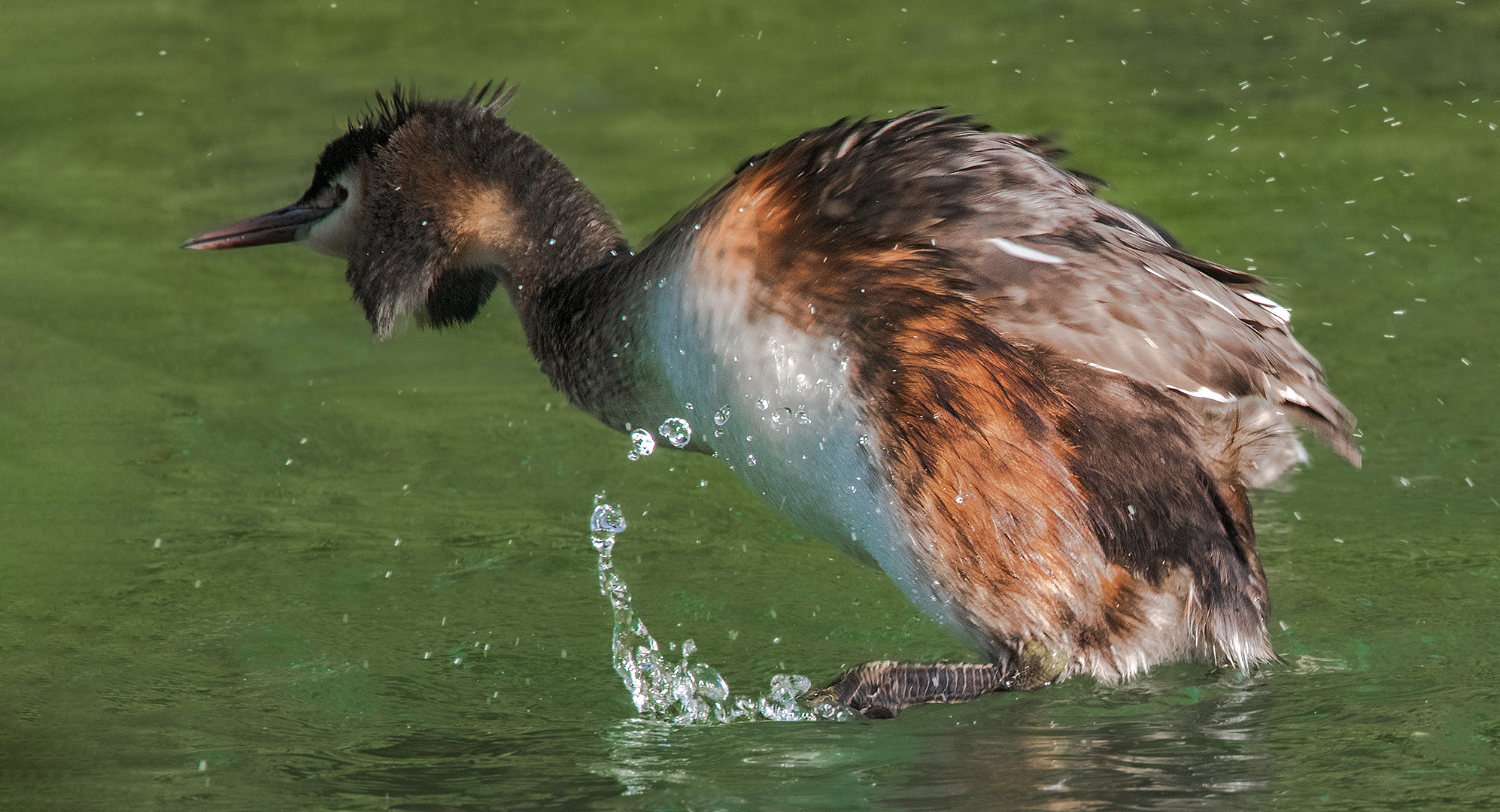 Haubentaucher im Masthoter See 002