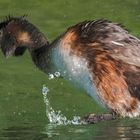 Haubentaucher im Masthoter See 002