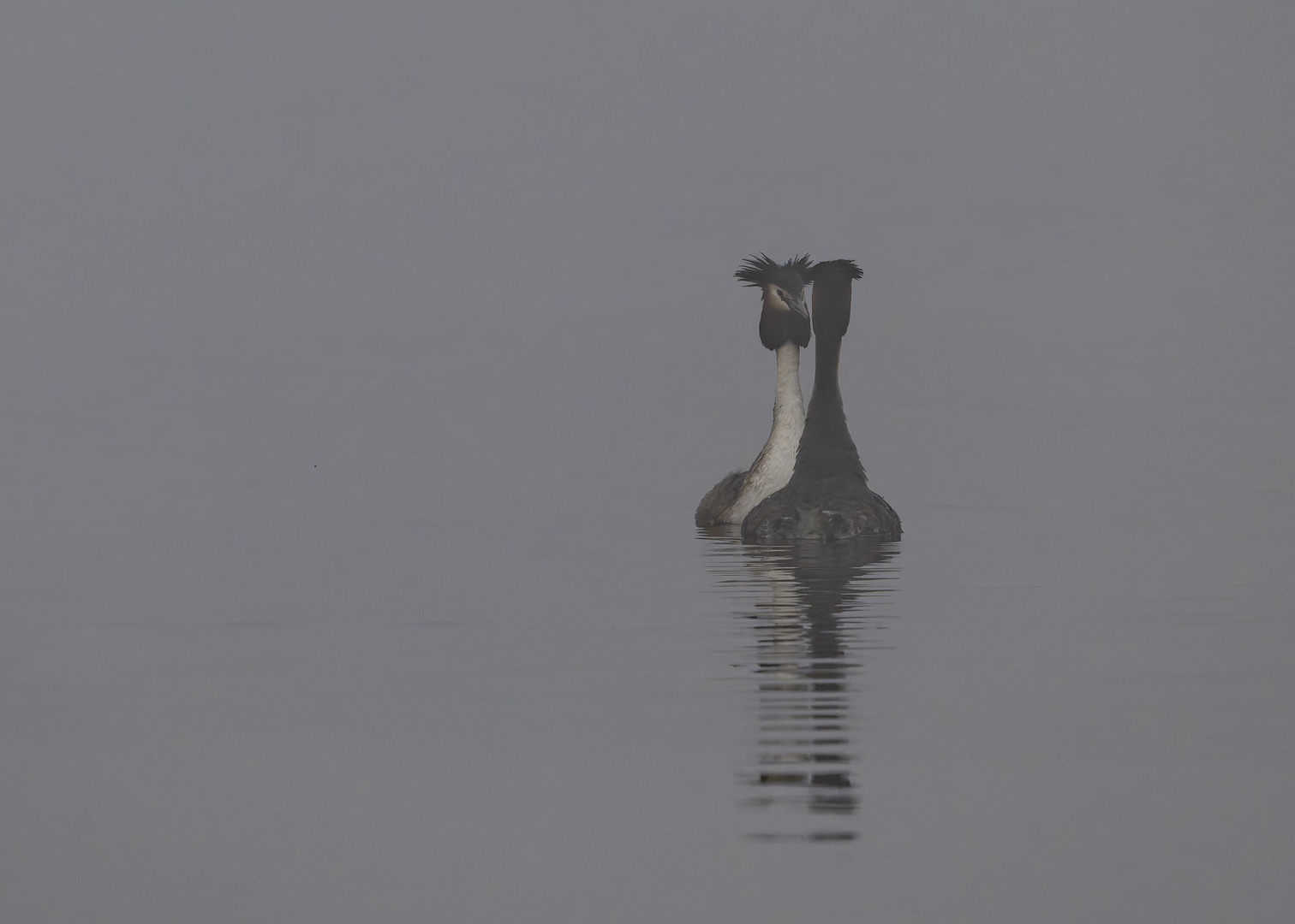 Haubentaucher im Morgennebel