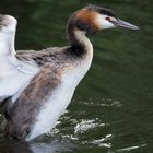 Haubentaucher im Naturpark Schwalm-Nette (1)