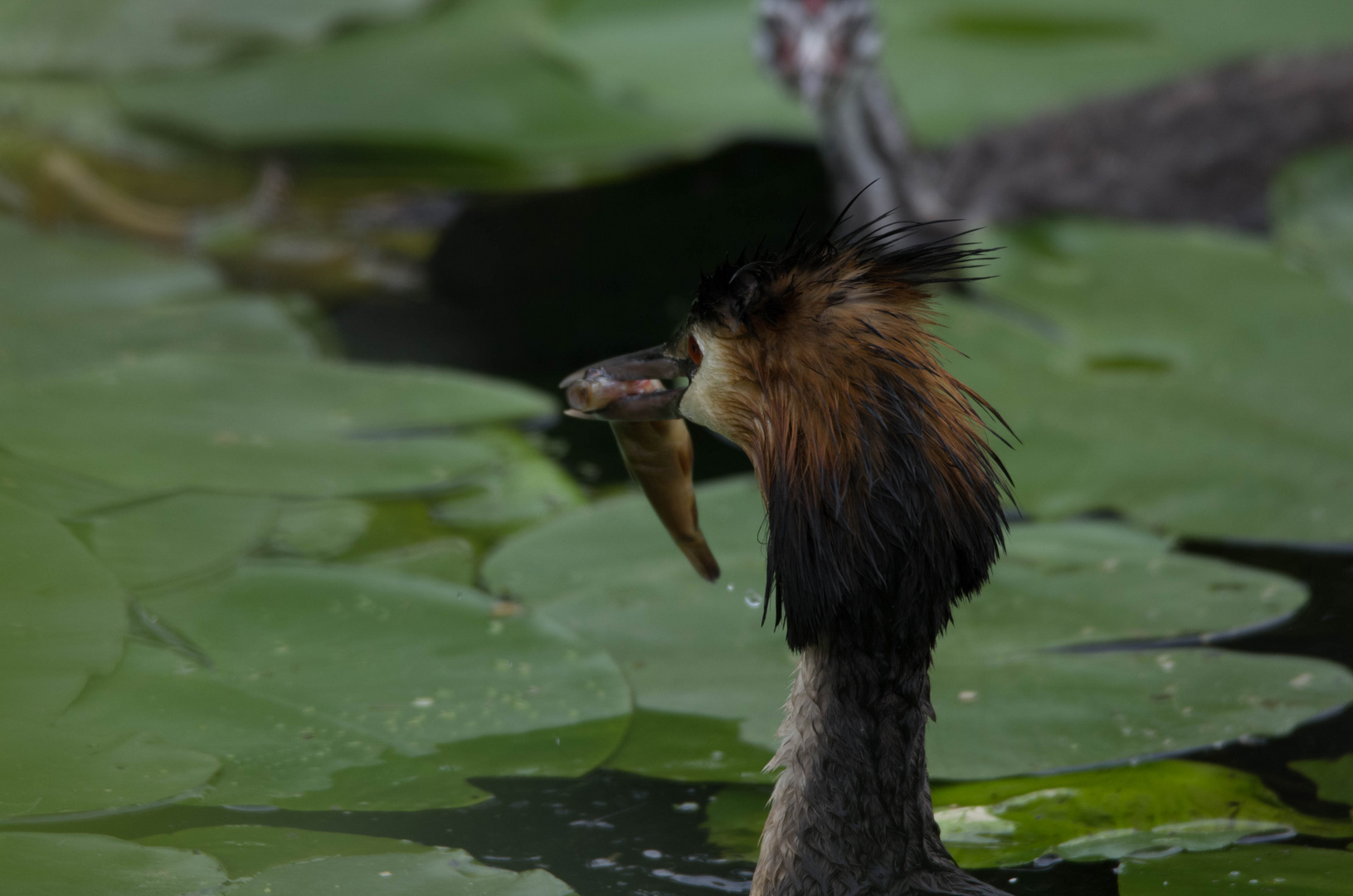 Haubentaucher im Naturpark Schwalm-Nette (2)