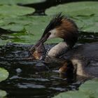 Haubentaucher im Naturpark Schwalm-Nette (3)