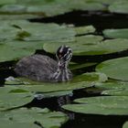 Haubentaucher im Naturpark Schwalm-Nette (4)