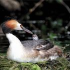 Haubentaucher ... im Naturpark Schwalm - Nette