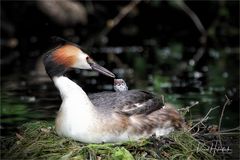 Haubentaucher ... im Naturpark Schwalm - Nette