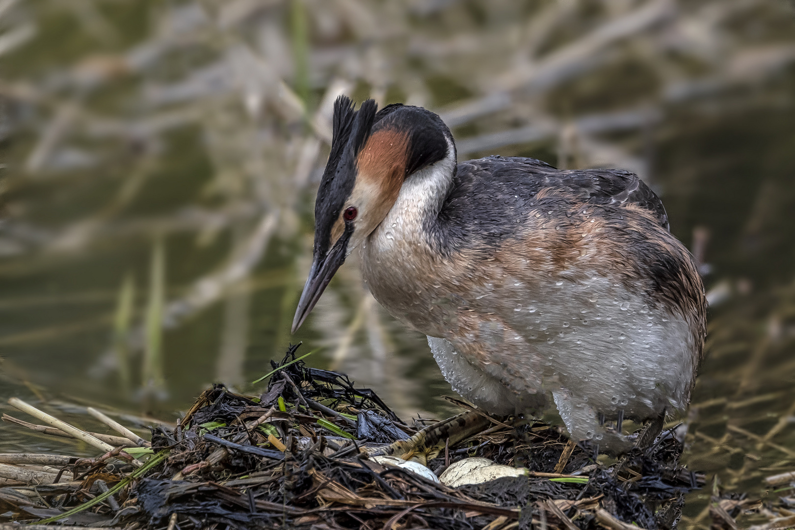 Haubentaucher im Nest