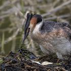 Haubentaucher im Nest