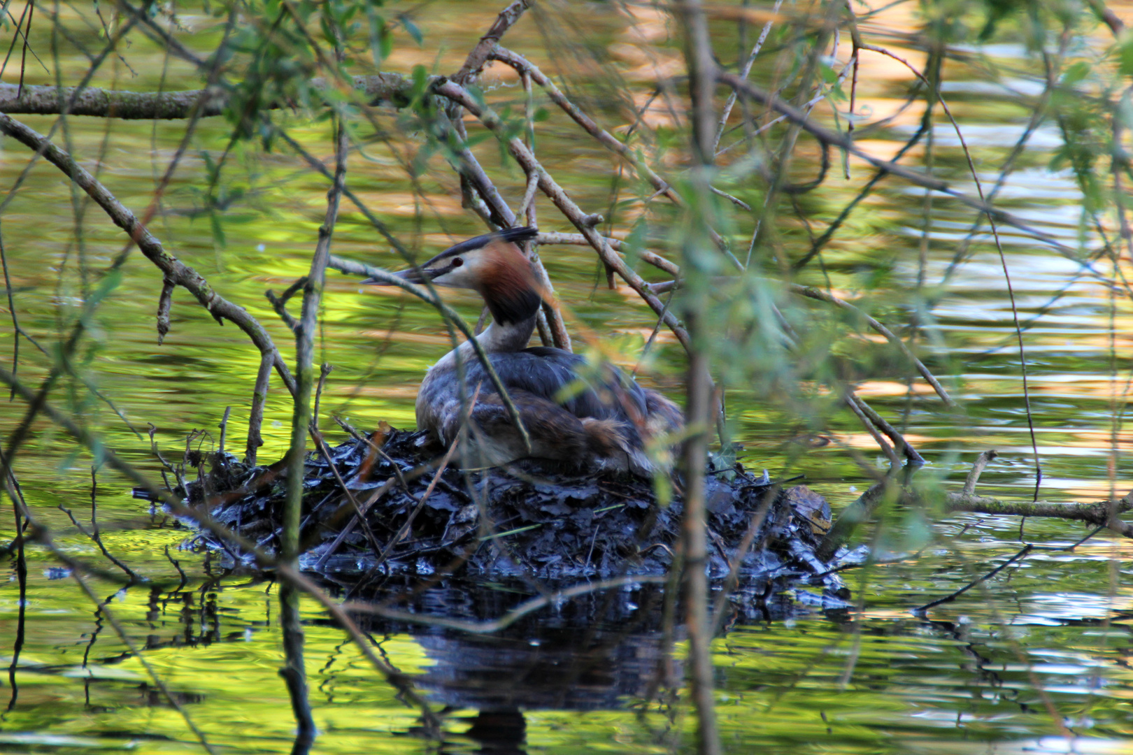 Haubentaucher im Nest