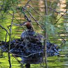 Haubentaucher im Nest