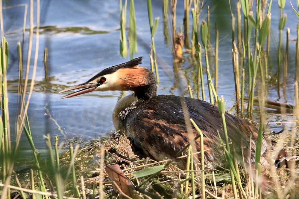 Haubentaucher im Nest