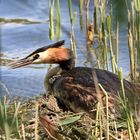 Haubentaucher im Nest