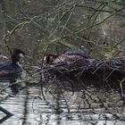 Haubentaucher im Nest auf der Nette