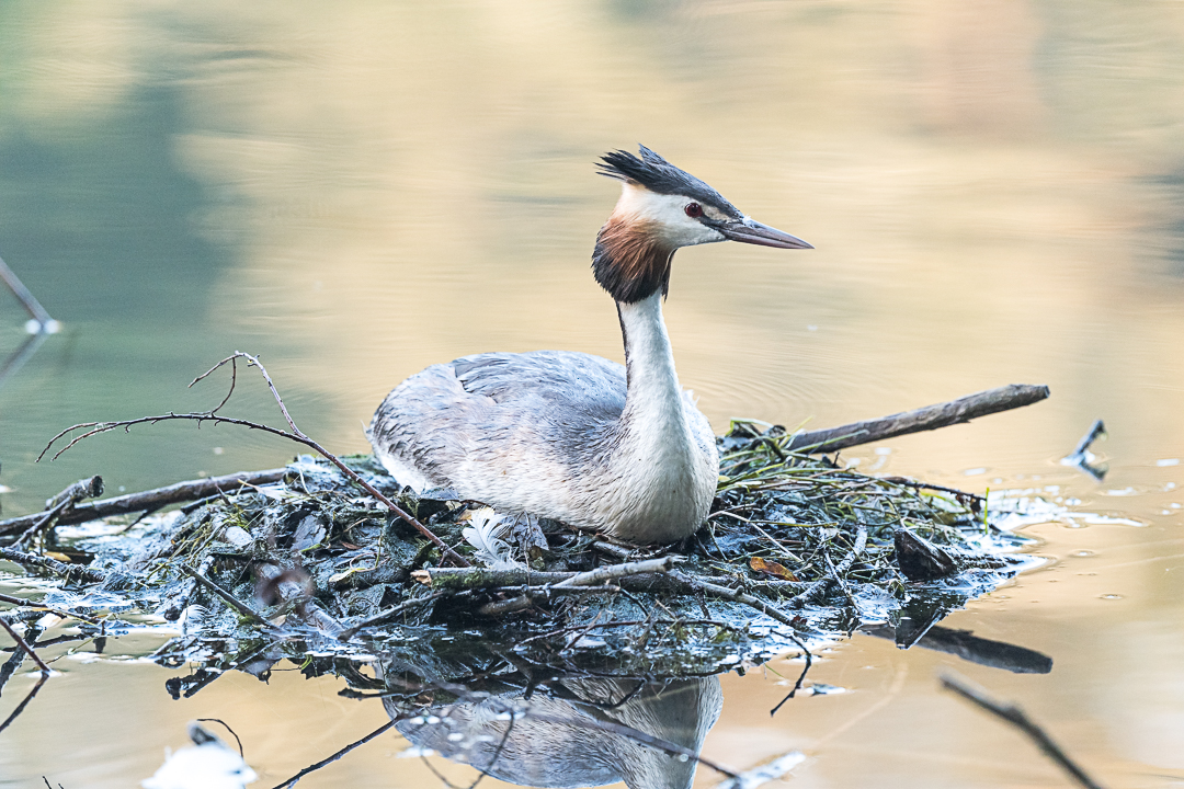 Haubentaucher im Nest