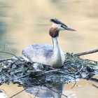 Haubentaucher im Nest